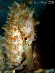 A shy Thorny Seahorse (Hippocampus hystrix)..¸><((((º>`·.... by Brian Mayes 